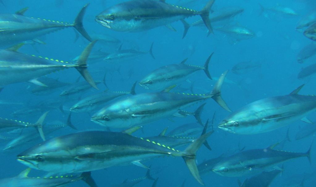 A Bluefin Tuna