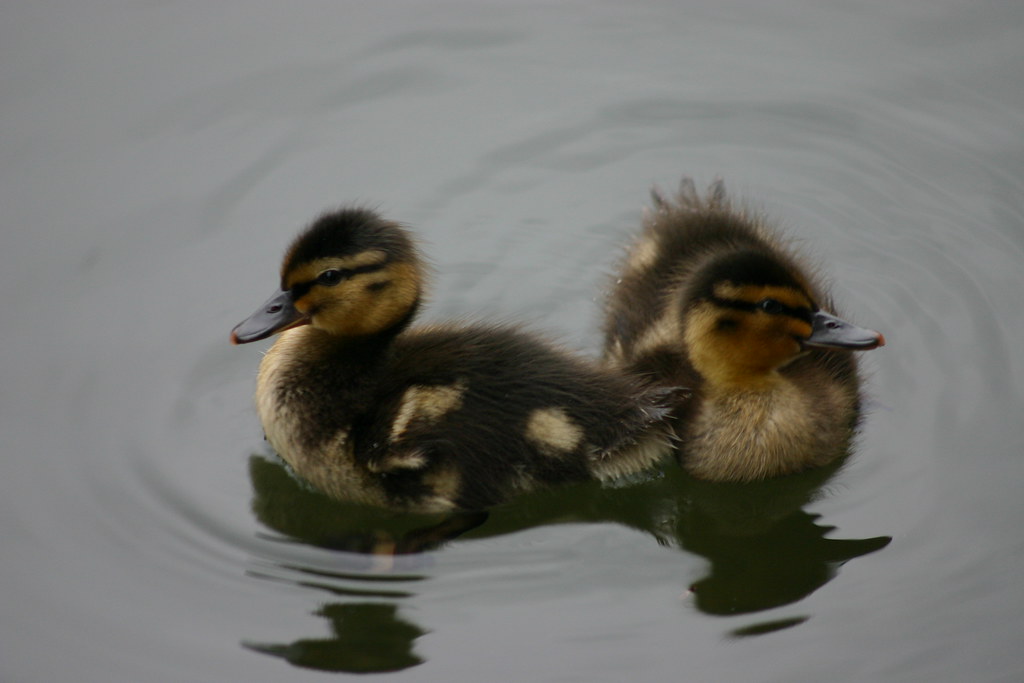 Two baby ducks
